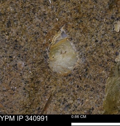 Corbicula sp.