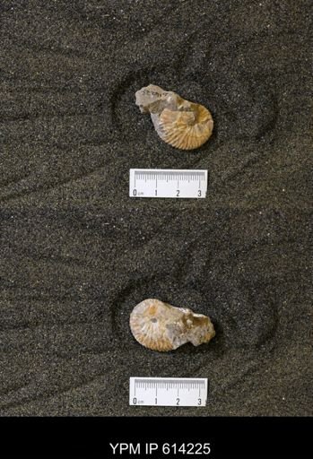 Hoploscaphites sp.