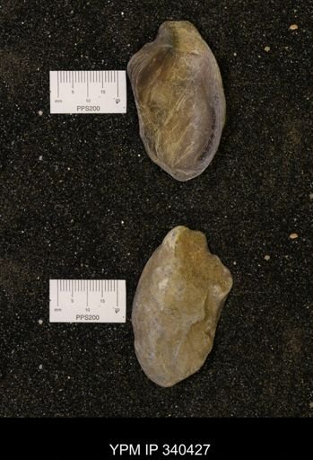Ostrea glabra