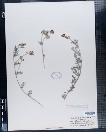 Astragalus