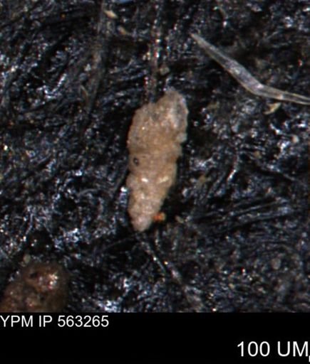 Verneuilinoides hectori