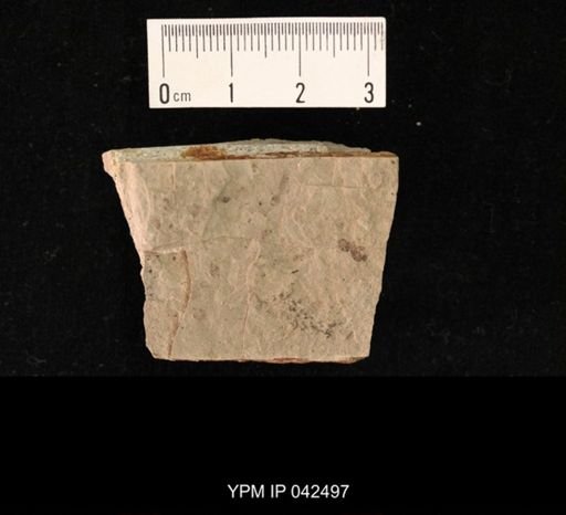 undet. Hexapoda