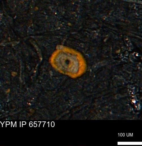Spirolocammina subcircularis