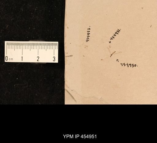 undet. Coleoptera