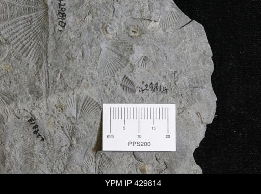 undet. Phacopidae