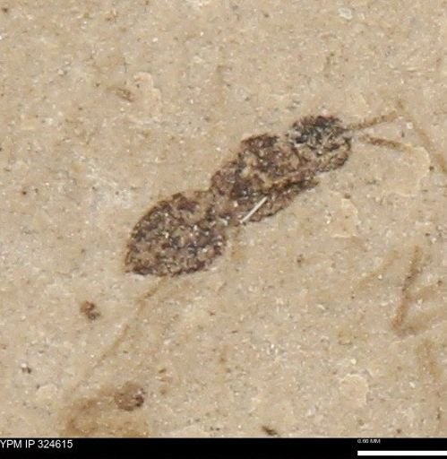 undet. Hymenoptera