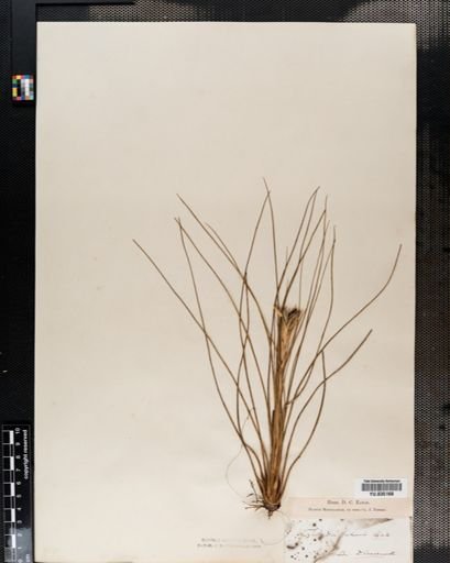 Tillandsia