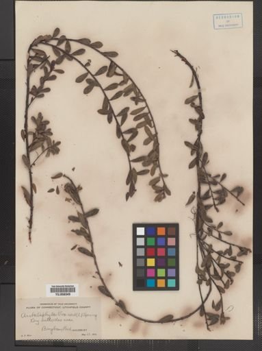 Arctostaphylos uva-ursi