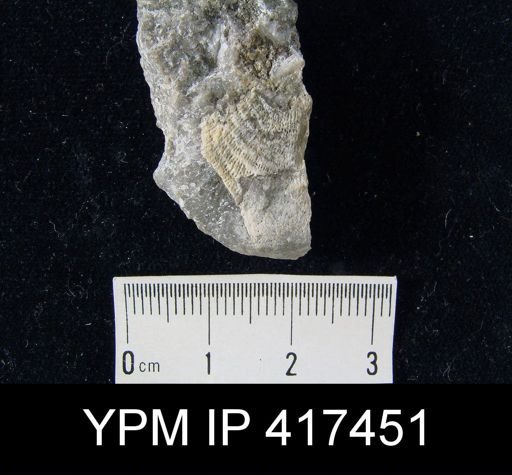 Leptaena rhomboidalis