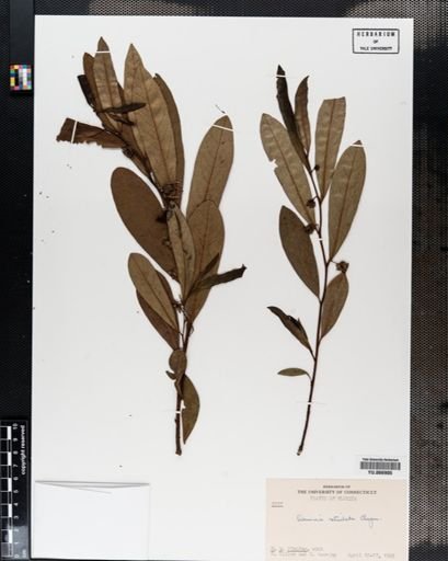 Plantae
