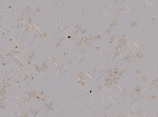 Tedania ignis?