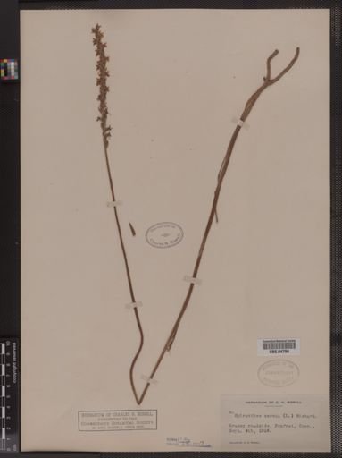 Spiranthes cernua