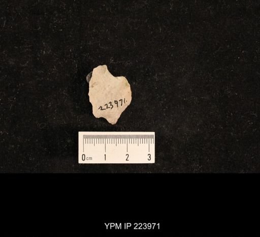 Dichentomum tinctum