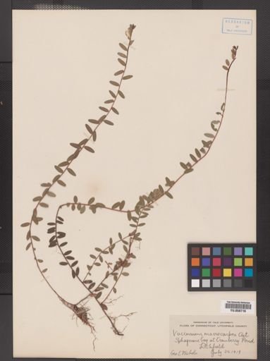 Vaccinium macrocarpon