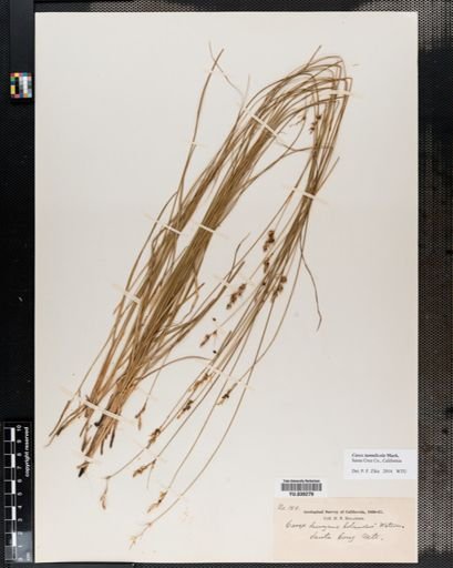 Carex deweyana