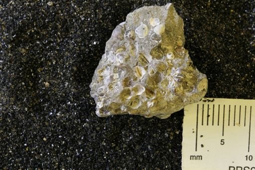 Protocardia sp.