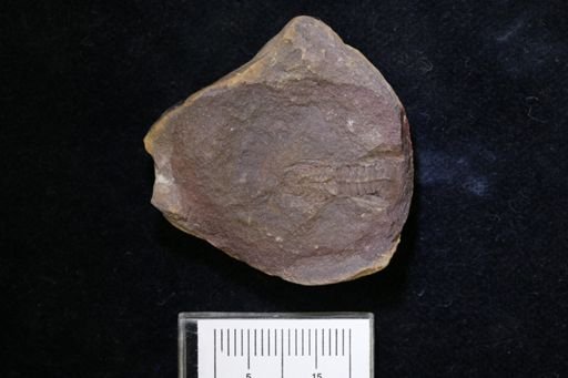 Pygocephalus gracilis