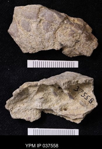 Pacifastacus chenoderma