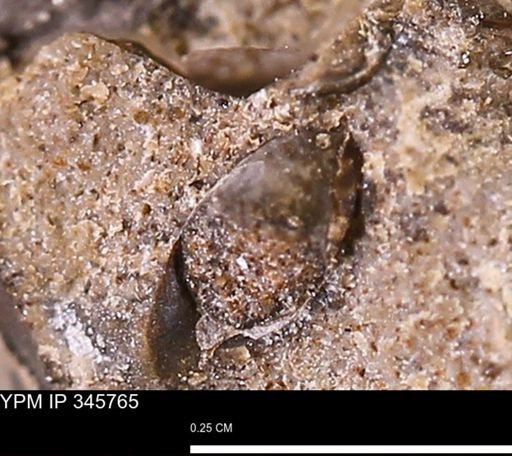undet. Scaphopoda