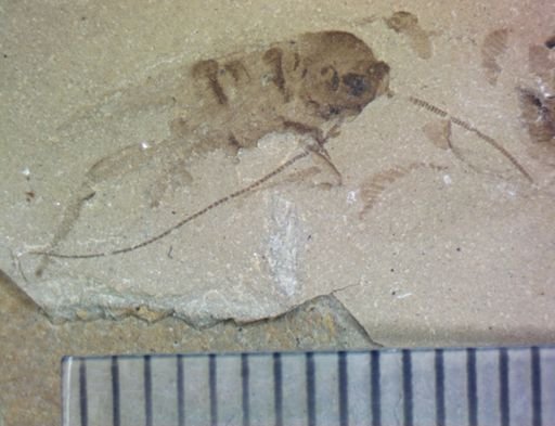 undet. Hexapoda