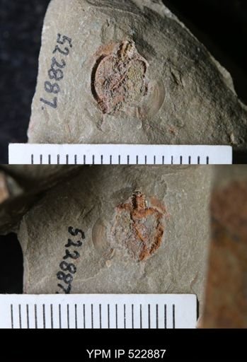 Phyllocystis?