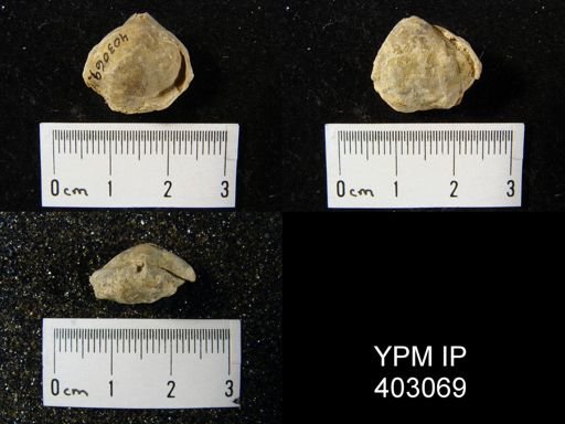 Composita trinuclea