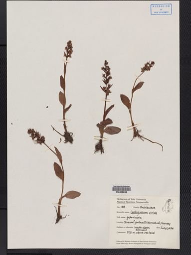 Coeloglossum