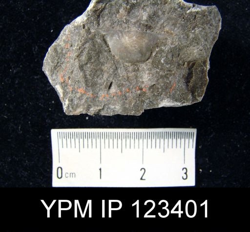 Stropheodonta hunti