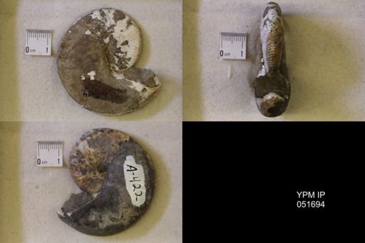 Hoploscaphites nicolletii