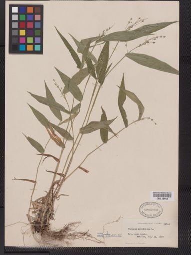 Panicum latifolium