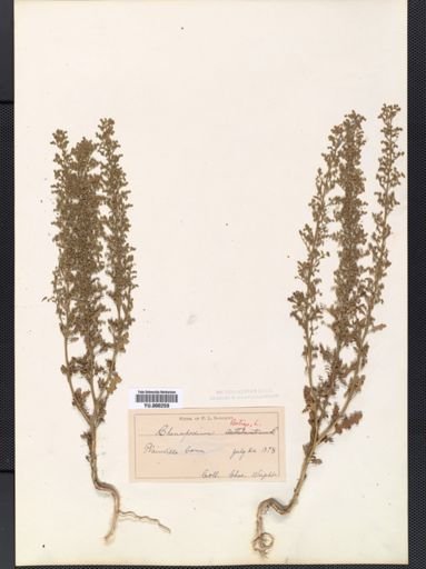 Chenopodium botrys