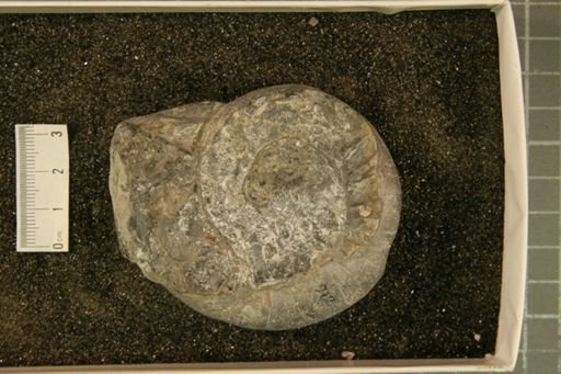 Centrotarphyceras seelyi