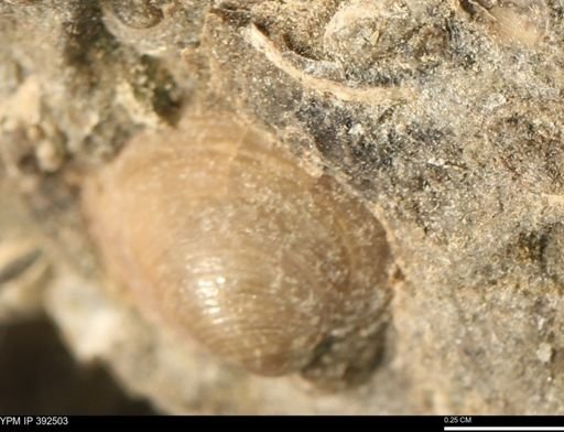 Protocardia subquadrata