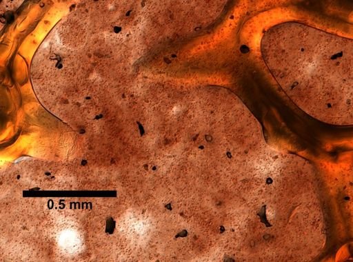Aplysina sp.