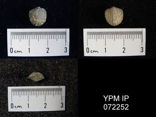 Atrypa tennesseensis