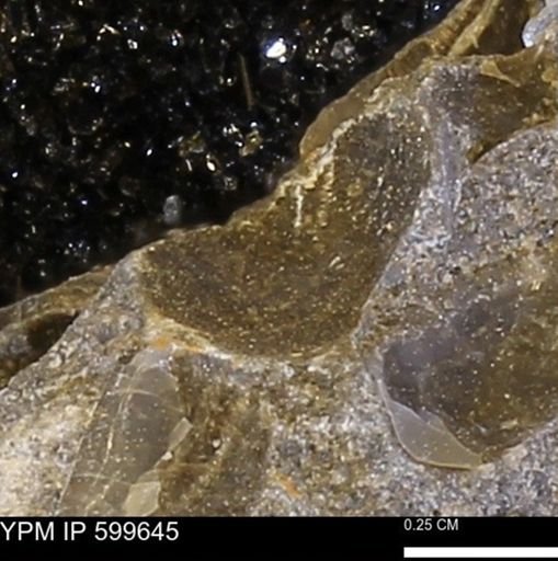 Protocardia subquadrata