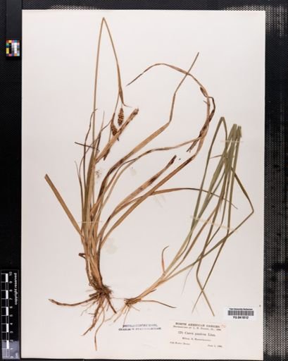 Carex panicea