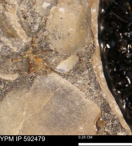 undet. Mollusca
