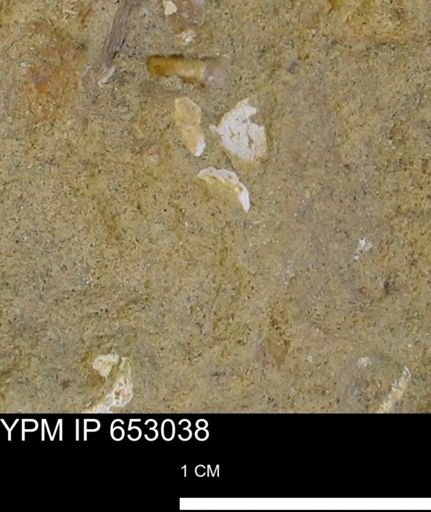 Mollusca