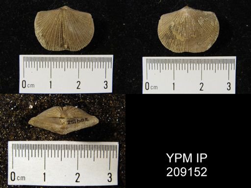 Glyptorthis insculpta