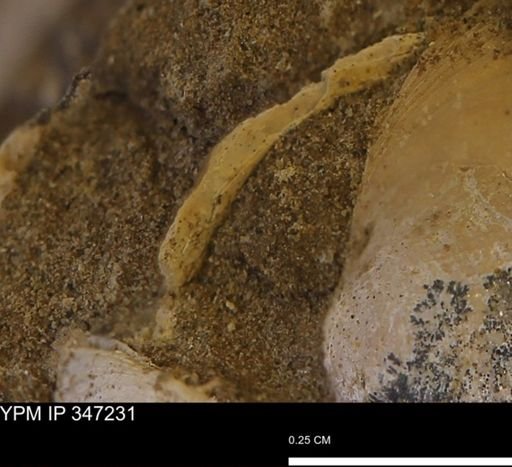undet. Bivalvia