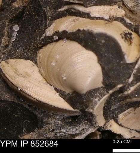 Limopsis striatopunctatus