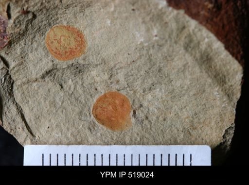 Brevipelta chouberti