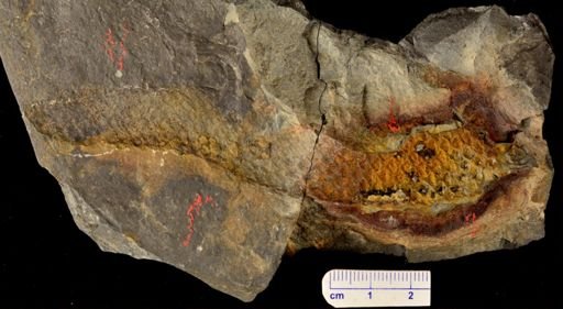 Archaeosigillaria sp.