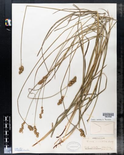 Carex mirabilis