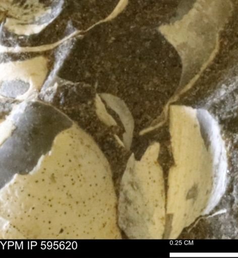 Protocardia sp.