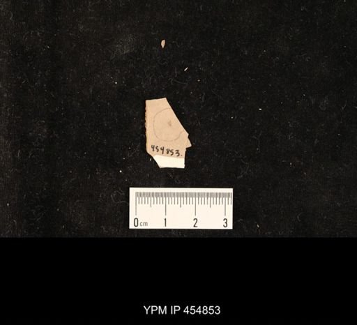 Staphylinidae