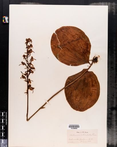 Habenaria orbiculata
