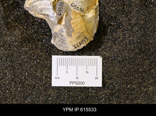 Inoceramus sp.