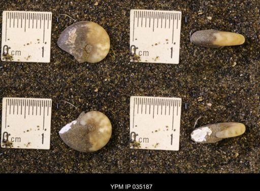 Discoscaphites rossi
